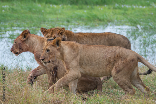 Photography Three lion cubs walk in the grass, Akagera National Park Rwanda