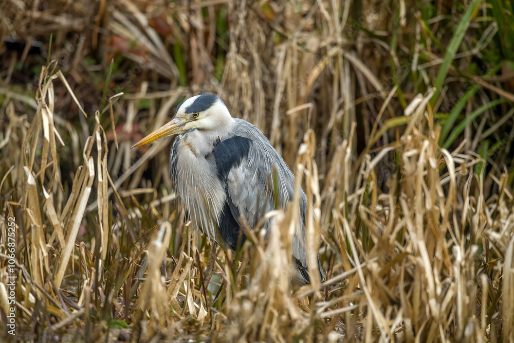 grey heron, fishing in a lake, close up, in the uk in winter grey heron, fishing in a lake, close up, in the uk in winter