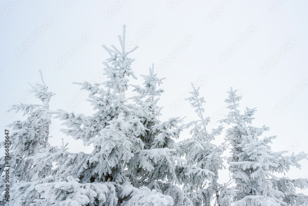 European Winter Beauty in the Carpathians: Snowy Peaks and Blue Skies. New Year Inspiration European Winter Beauty in the Carpathians: Snowy Peaks and Blue Skies. New Year Inspiration