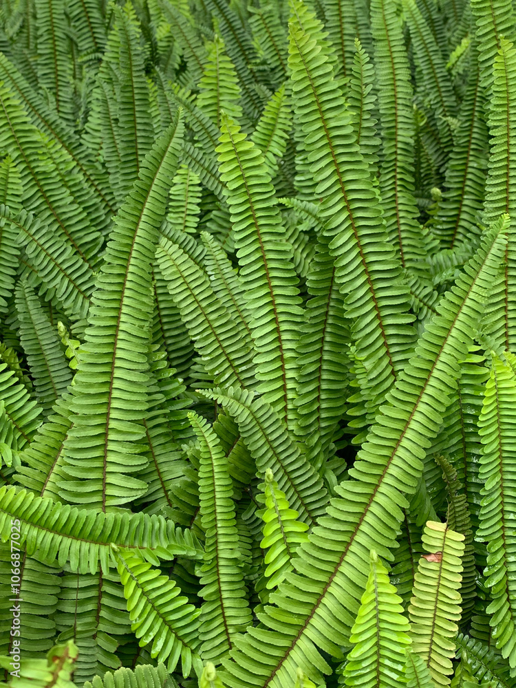 Closeup Group of Green Boston Fern Leaves Field Garden Totally Green without Brown Leaf Background Wallpaper Pattern Vertical Portrait Closeup Group of Green Boston Fern Leaves Field Garden Totally Green without Brown Leaf Background Wallpaper Pattern Vertical Portrait