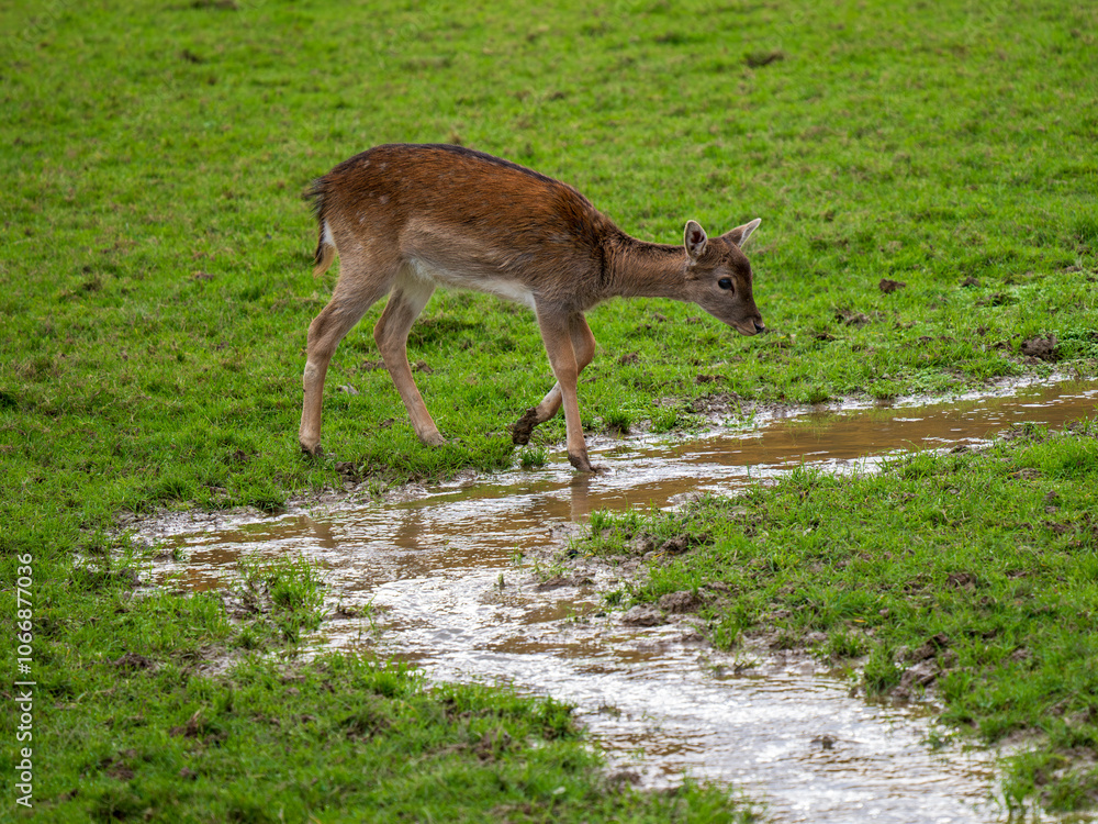 Young Juvenile Deer Crossing Water Young Juvenile Deer Crossing Water