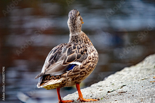 Stockente am Gewässerrand im Morgenlicht