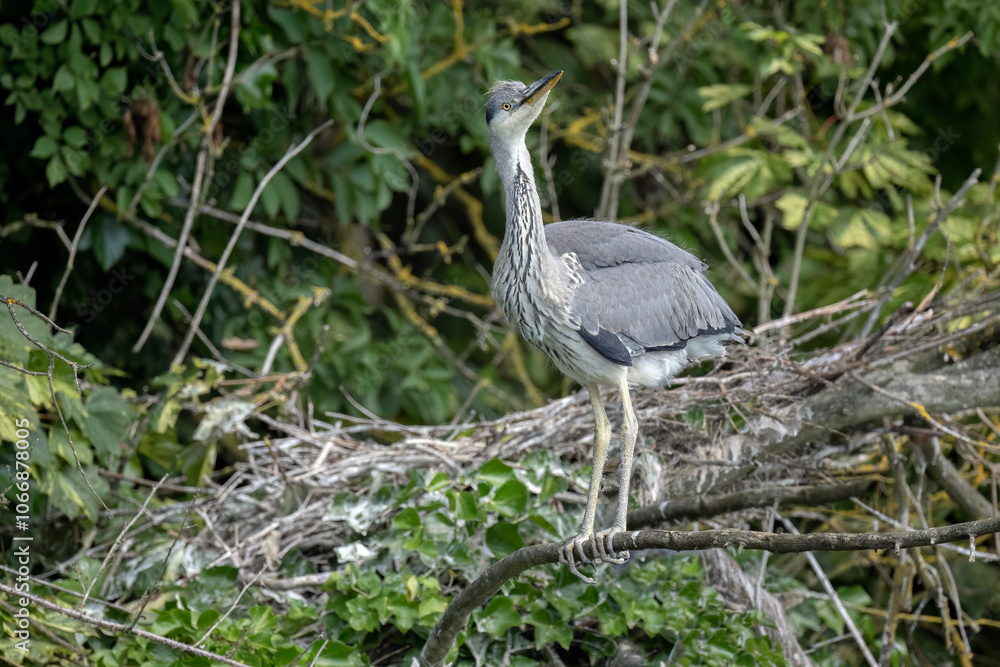 Fototapeta premium grey heron chick exploring around its nest