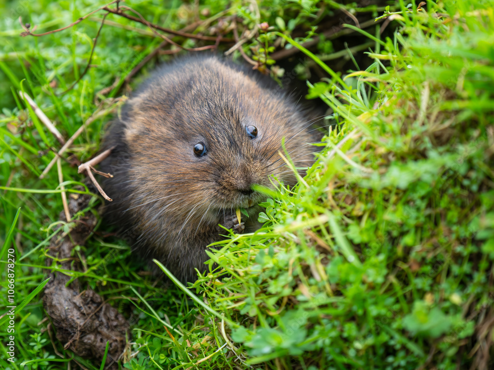 Water Vole Feeding From a Burrow Water Vole Feeding From a Burrow