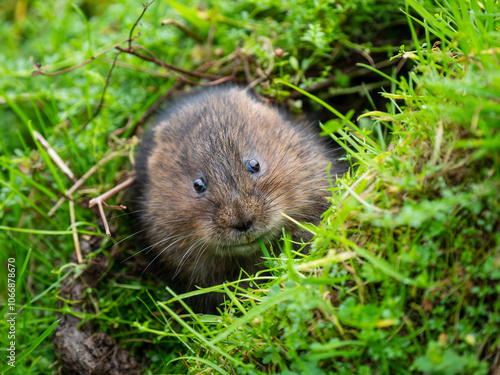 Watrer Vole Feeding  From a Burrow