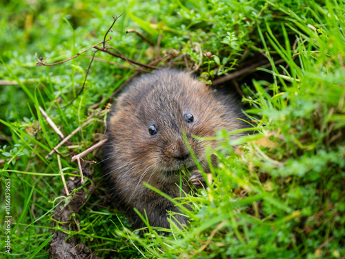 Watrer Vole Feeding From a Burrow