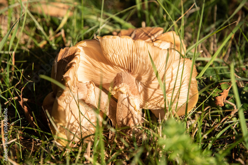 Wild mushrooms in group at autumn meadow closeup photo