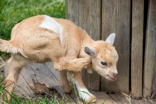 Pygmy Goat Kid photo