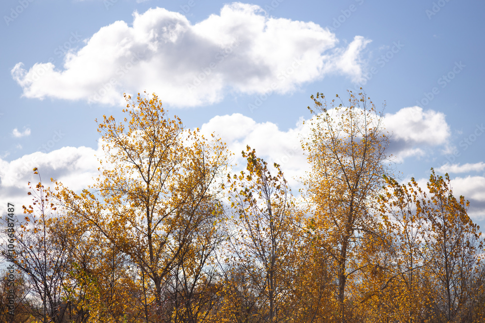 trees in the autumn