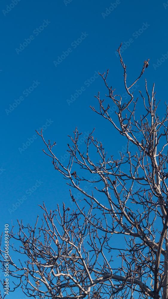 Walnut branches without leaves on the background of a blue cloudless sky Walnut branches without leaves on the background of a blue cloudless sky