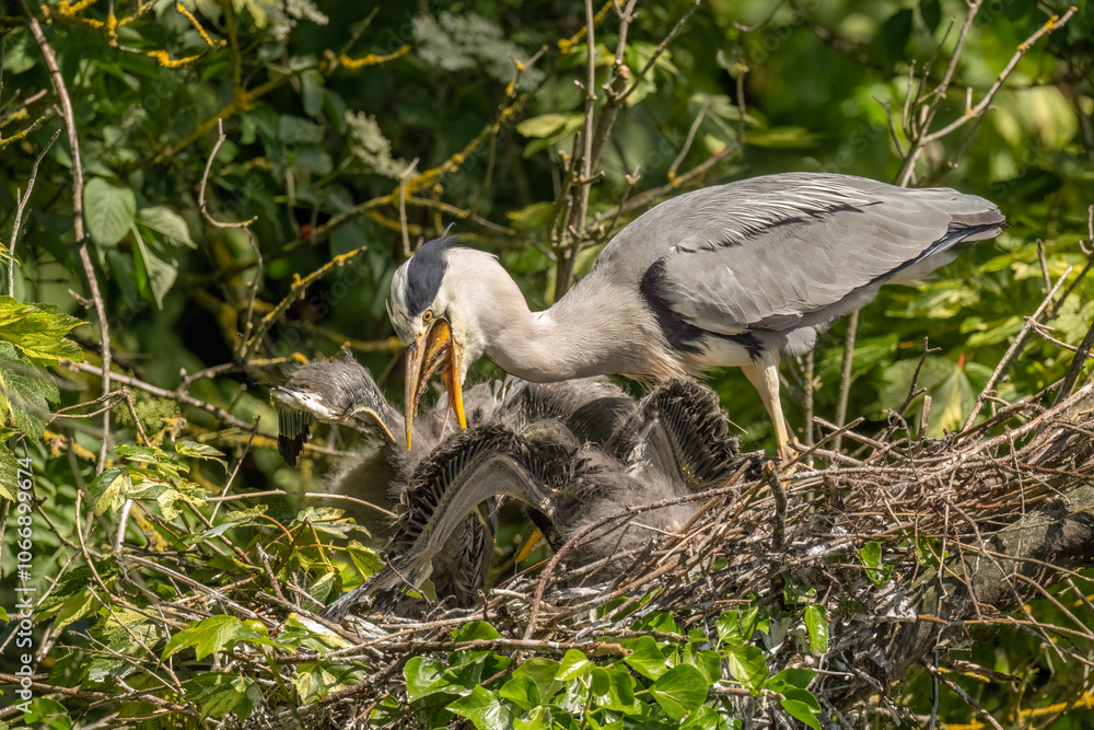 Fototapeta premium grey heron feeding its babies in the nest