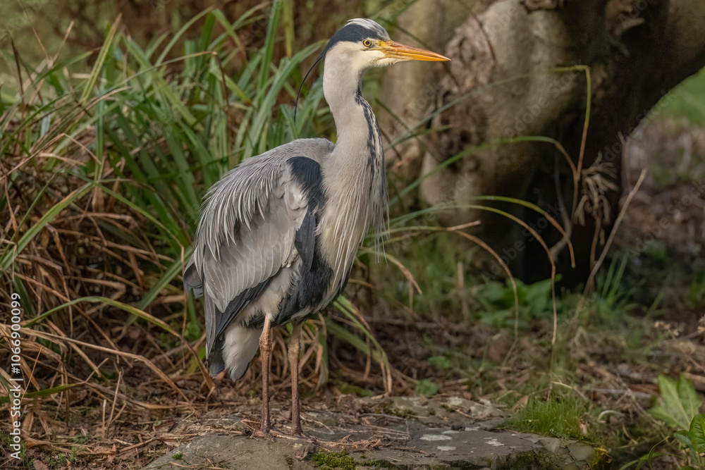 grey heron standing on a rock beside a pond grey heron standing on a rock beside a pond