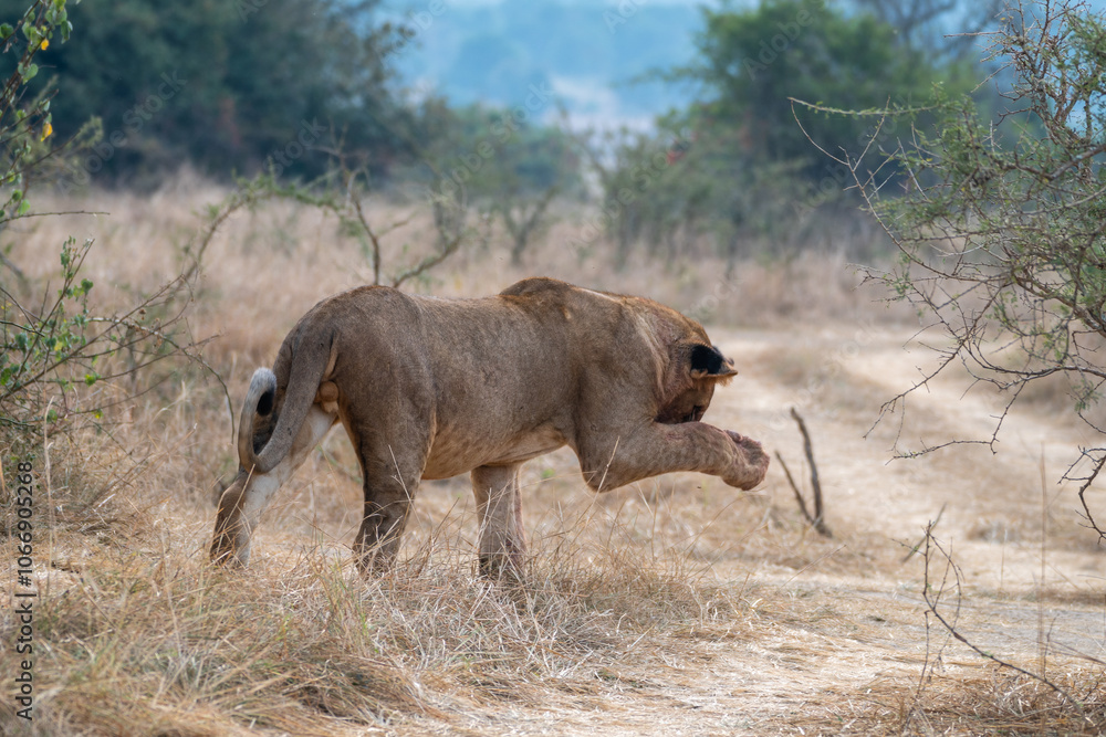 A lion cub is slowly walking through a vast field, Akagera National Park Rwanda A lion cub is slowly walking through a vast field, Akagera National Park Rwanda