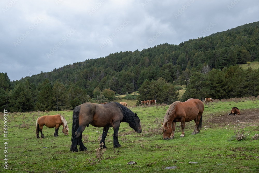 A group of horses graze freely in a green and leafy valley. The day is cloudy and there is a gentle slope with trees in the background. A group of horses graze freely in a green and leafy valley. The day is cloudy and there is a gentle slope with trees in the background.