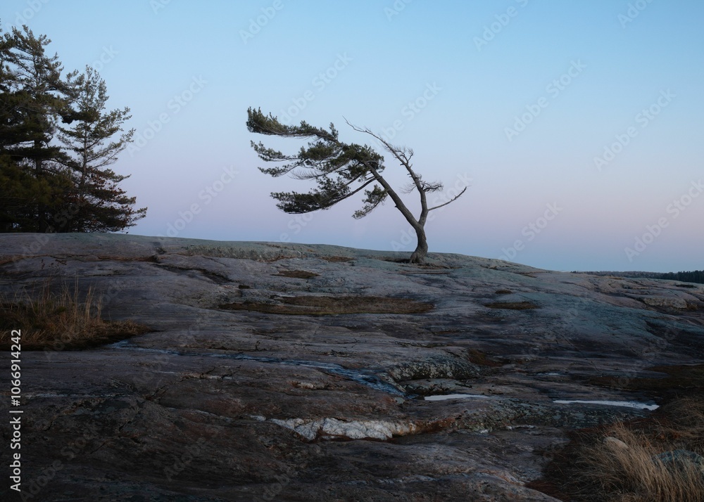 Fototapeta premium Windswept Tree on Rocky Terrain at Dusk