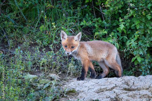 Wallpaper Mural small fox cub near the den Torontodigital.ca