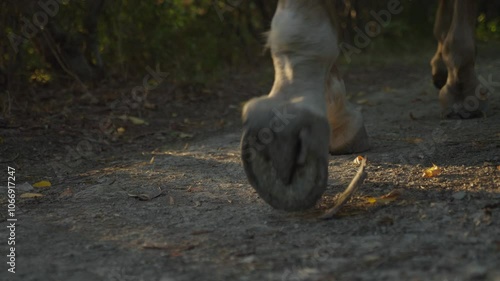 close up of horse hooves walking on the ground