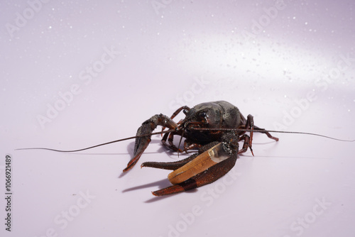 Crayfish with a cigarette on pink background. Crawdads, are crustaceans that live in freshwater environments throughout world. The harm of smoking cigarettes to health. photo