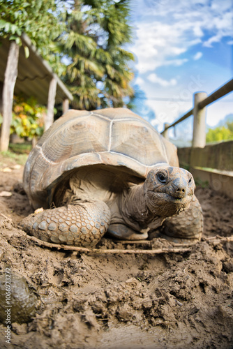 Tortue géante des seychelles aldabra photo