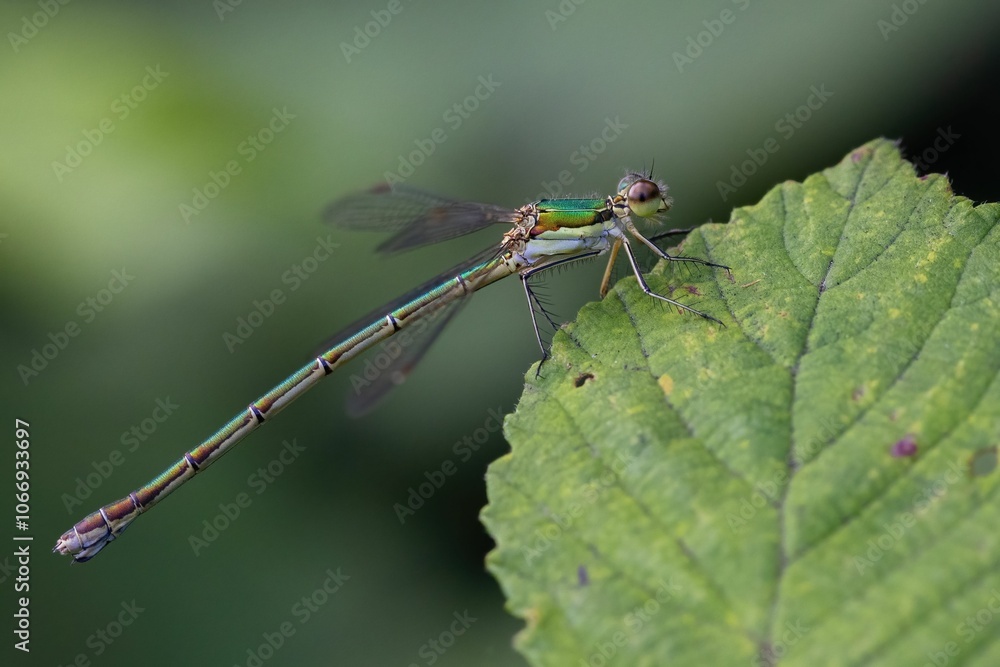 Green damselfly perched on a leaf Green damselfly perched on a leaf