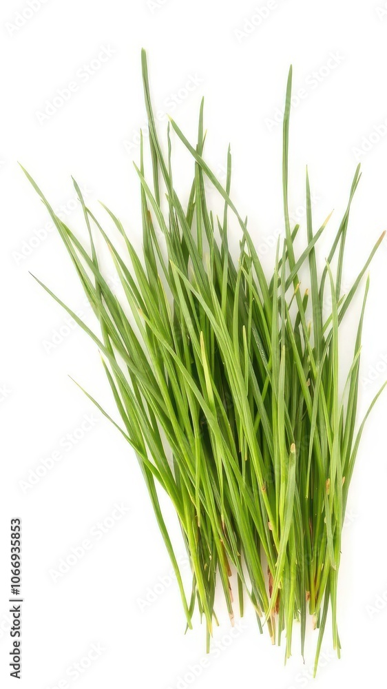 Fresh green grass isolated on a clean white background, nature Fresh green grass isolated on a clean white background, nature