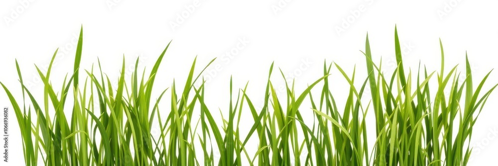 Fresh green grass isolated on a white background for design projects, isolated Fresh green grass isolated on a white background for design projects, isolated