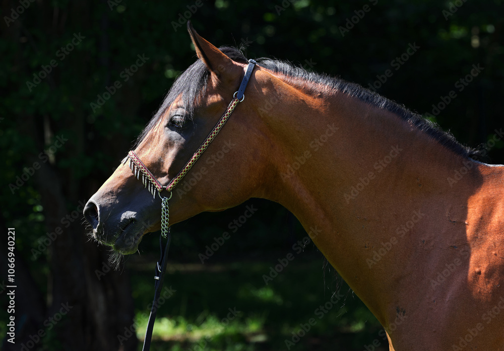 Arabian race horse portrait in dark outdoor