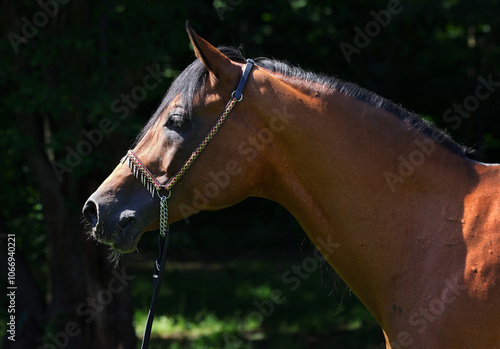 Obraz na płótnie Arabian race horse portrait in dark outdoor w salonie