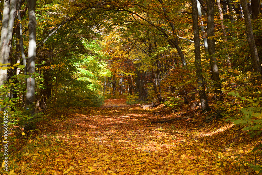 A quiet, winding road cuts through a forest bathed in golden autumn colors, with fallen golden leaves. A quiet, winding road cuts through a forest bathed in golden autumn colors, with fallen golden leaves.