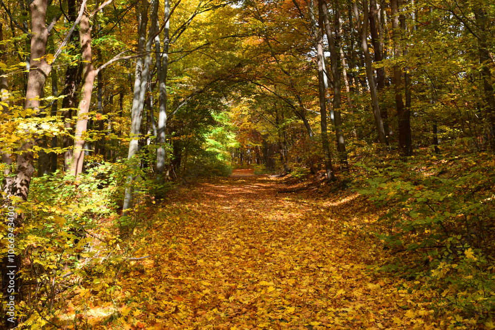 A quiet, winding road cuts through a forest bathed in golden autumn colors, with fallen golden leaves. A quiet, winding road cuts through a forest bathed in golden autumn colors, with fallen golden leaves.
