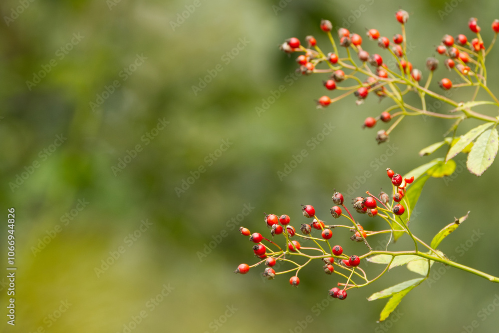 bright red berries, ripe rose hips on a branch, rose hips, red ripe fruits in fall, fall fruits, harvest in fall, green background bright red berries, ripe rose hips on a branch, rose hips, red ripe fruits in fall, fall fruits, harvest in fall, green background