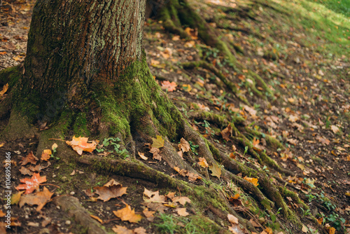 Green moss growing on the roots of a tree trunk in a forest, autumn time. Nature banner. Green and mysterious woodland