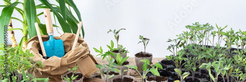 Billede på lærred Young green seedlings of tomato in eco friendly pots, transplanting seedlings fr