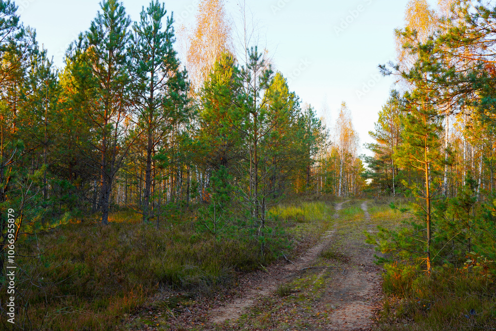 Obraz premium Forest road in autumn season. Dirt road inside the forest through pine trees with yellow foliage. Road inside the forest in wild. Off-road. Autumn forest in golden October. Sunset in wild landscape.