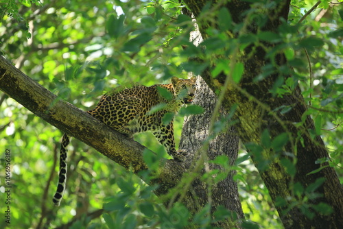 Canvas Print Poses of the leopard resting on a tree in Huai Kha Khaeng Wildlife Sanctuary, Ut