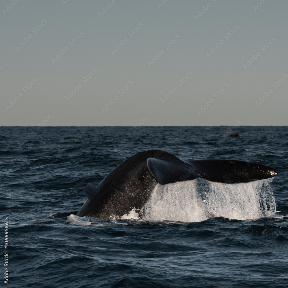 Fototapeta premium Sohutern right whale tail lobtailing, endangered species, Patagonia,Argentina