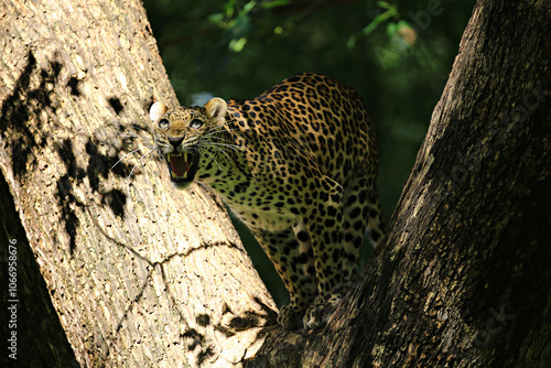 Photography Poses of the leopard resting on a tree in Huai Kha Khaeng Wildlife Sanctuary, Ut