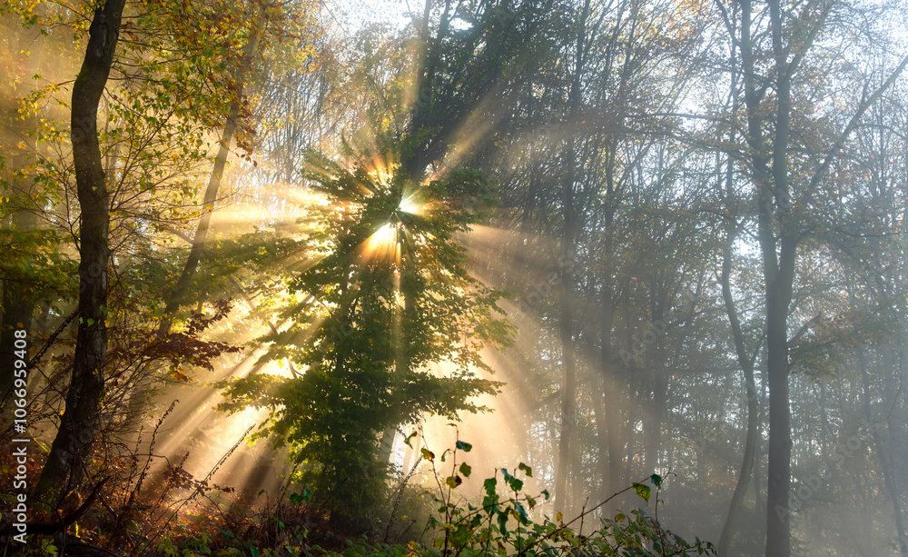 Obraz premium Autumn forest atmosphere on a misty November morning in Sauerland (Germany). The sun hides behind the branches of the trees and the rays of light form a mystical star. Mystical atmosphere in nature.