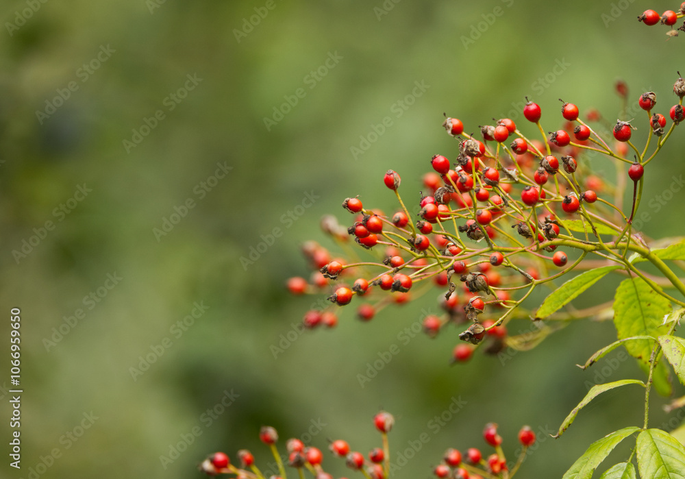 a lot of red berries, ripe rose hips on a branch, rose hips, red ripe fruits in fall, fall fruits, harvest in fall, green background a lot of red berries, ripe rose hips on a branch, rose hips, red ripe fruits in fall, fall fruits, harvest in fall, green background