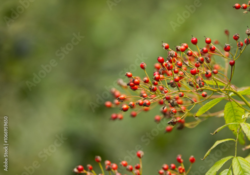 a lot of red berries, ripe rose hips on a branch, rose hips, red ripe fruits in fall, fall fruits, harvest in fall, green background