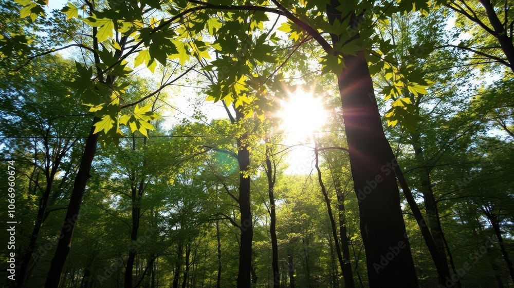 Sunny day with warm sunrays shining through leafy branches in a forest, tranquil Sunny day with warm sunrays shining through leafy branches in a forest, tranquil