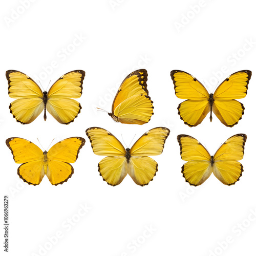 Collection of Yellow Butterflies Illustration on transparent background cutout, PNG file, Cutout file