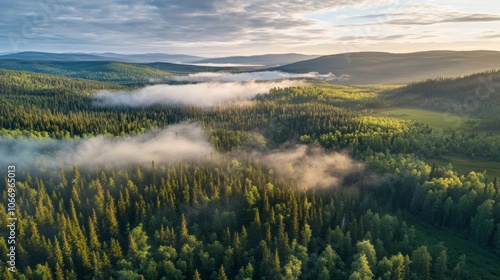 Fog rolling over coniferous forest at sunrise in riisitunturi national park photo