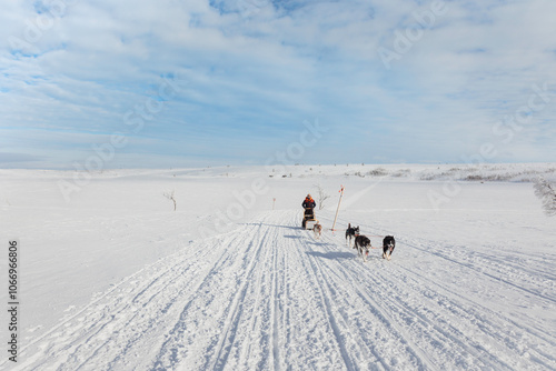 dogsled team far away sledding through arctic tundra snowy winter remote wilderness landscape in Hetta, Finland, arctic adventure travel, pristine snow sunshine, Tarvantovaara Wilderness Area, Finland photo