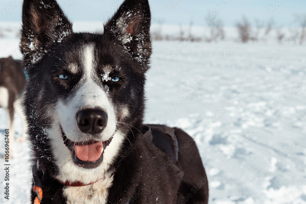 Alaskan Husky sled dog close-up with striking blue eyes in the snow, natural beauty of sled dogs in winter, Finnish Arctic wilderness, winter adventure travel Tarvantovaara Wilderness Area, Finland Alaskan Husky sled dog close-up with striking blue eyes in the snow, natural beauty of sled dogs in winter, Finnish Arctic wilderness, winter adventure travel Tarvantovaara Wilderness Area, Finland