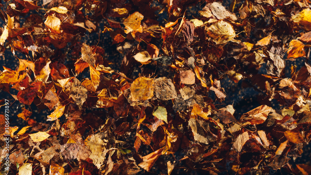 flying dried leaves, abstract background flying dried leaves, abstract background