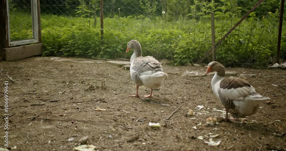 Two geese standing in a farm yard. One is white with gray markings, and the other is brown and white. Two geese standing in a farm yard. One is white with gray markings, and the other is brown and white.
