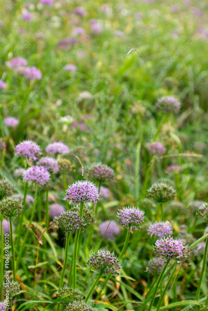 a purple flower with a purple center sits in a field. a purple flower with a purple center sits in a field.