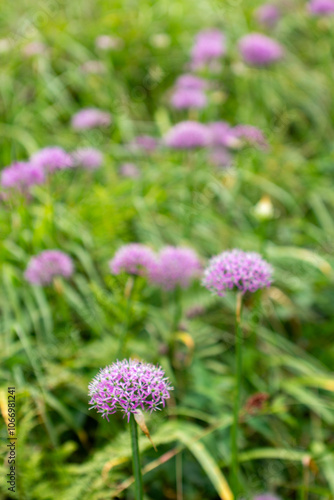 a field of purple flowers with the word wild on the top