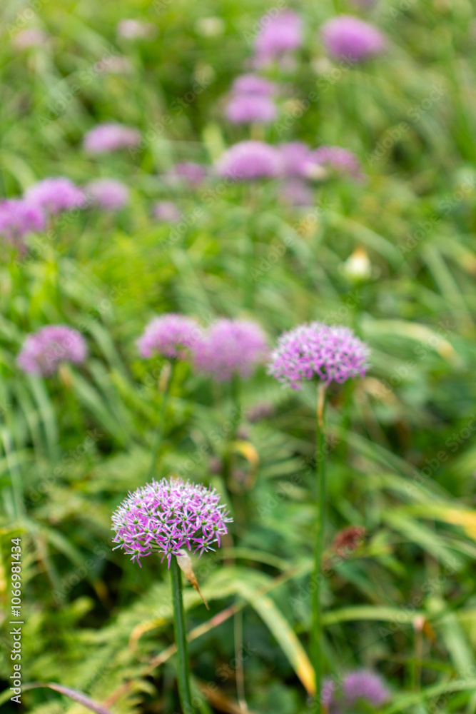 a field of purple flowers with the word wild on the top a field of purple flowers with the word wild on the top